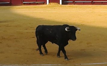 Indultado un toro de la ganadería onubense de Albarreal en Torremolinos El toro 'Horneador', de Albarreal, que ha sido indultado hoy en Torremolinos. (FOTO: Agustín Hervás)